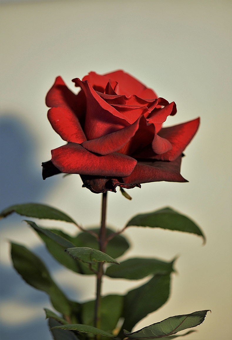 Red Rose on White Background